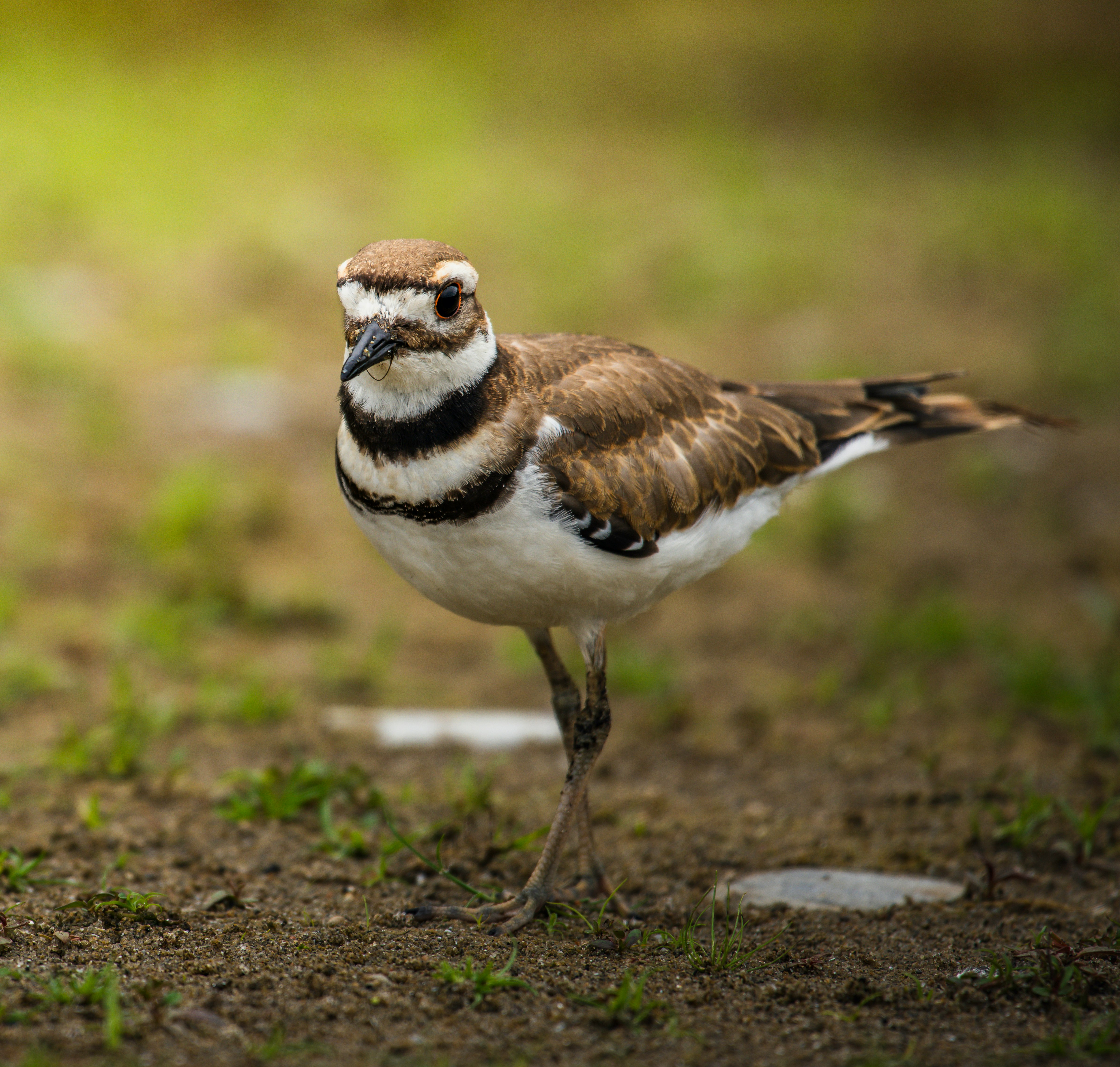 white and brown bird on ground during daytime